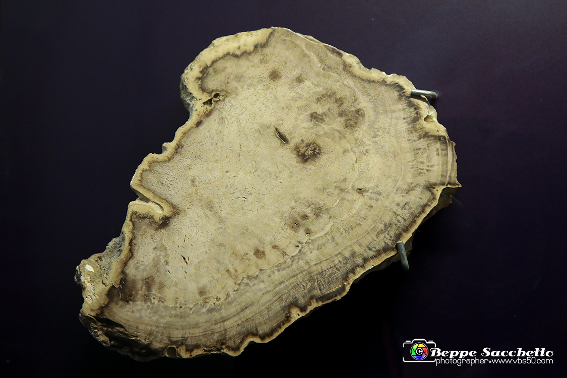 VBS_9063 - Museo Paleontologico - Asti.jpg